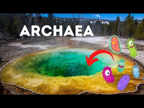 Archaea- They may look like Bacteria but they are not Bacteria