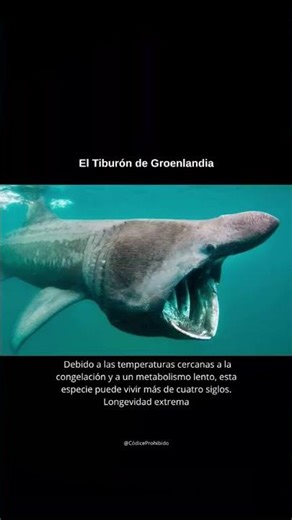 7 misterios del océano 🌊