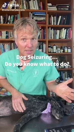Dog Seizure - Symptoms, Treatment, and Care Guide