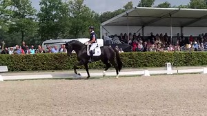 16K views · 1K reactions | ✨Test rider Philipp Hess riding the silver 賂 medalist of the 2019 Pavo Paardenvoer Cup, 4yo KWPN stallion Kjento (sire Negro), https://www.horsetelex.com/horses/pedigree/1963938/kjento, commented by Sebastian Heinze. Nice demonstration of true horsemanship! Congratulations to owner Van Olst Horses, breeder Van Os and rider Charlotte Fry! 賂✨ | Horsetelex | Facebook
