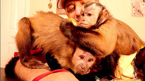 86K views · 7.8K reactions | MonkeyBoo's girlfriend MonkeyMeela and MonkeyHappy have some monkey Fun Time with their pet human Pete and share a snack! | MonkeyBoo | Facebook