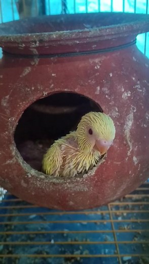 Hello #cute #baby | Sweet Bird