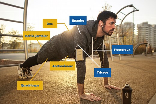 Quels muscles sont sollicités par les pompes ? (classiques, diamant, inclinées…)