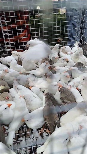 uluberia bird market all bird 🐦🕊️ price update