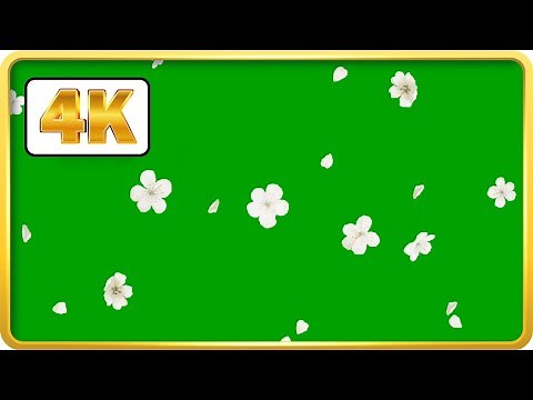 White flowers falling green screen loops | Free video-stock | Royalty-free HD 4K