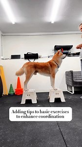 Adding tips to basic exercises to enhance coordination 👌 | Juno&Friends Akita Inu Kennel