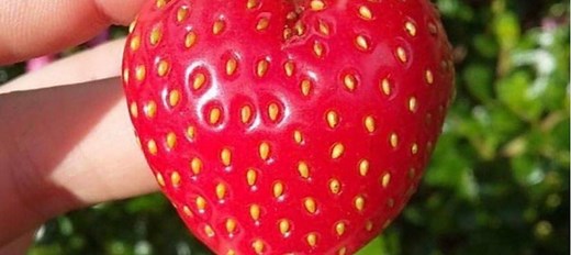 13 “Ugly” Fruits & Vegetables That Are Still Good To Eat