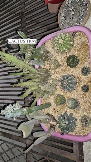 Cactus Tray Collection Beautiful Mini Cactus Display & Plant Tour #shortvideo #homegarden #plantcare