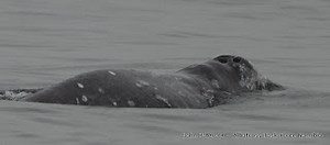 Wandering whales: what are Pacific gray whales doing in Atlantic?