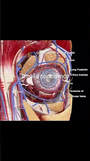 The perfection of the human body... #evolution