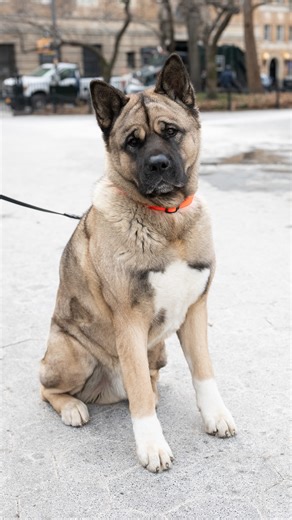 Togo, Akita, Washington Square Park, New York • “He’s super quirky. He’s just really, really funny. (His dating red flag) would be someone who’s an introvert. I feel like he’s into Miss Party Girl. Somebody who is too much of a couch potato, I think, would be his biggest red flag. (He gets into) mischief all the time. This is my fourth winter coat in two years. He loves destroying them. He gets cups of food a day – a third kibble, two thirds freeze dried.” | The Dogist