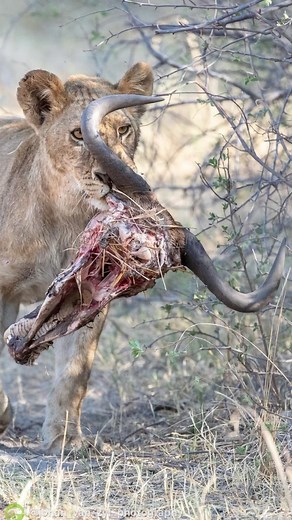 313K views · 3.4K reactions | FollowIG @bigcatsnamibia Now! Comment...