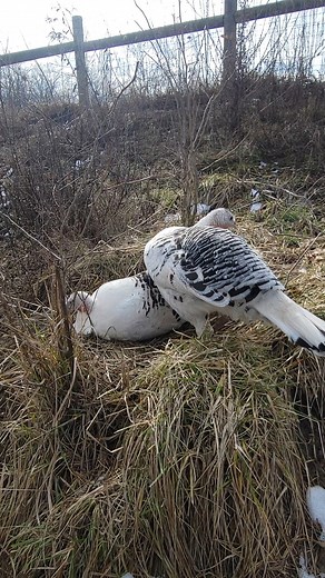 23K views · 752 reactions | Two Turkeys sitting on the same nest....