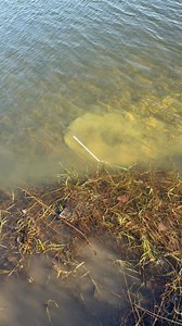 28K views · 143 reactions | Muskrat trapping in the wrong hole | Dunlap LURES | Facebook