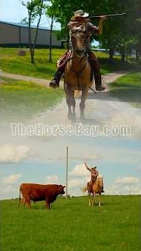 Palomino MFTHBA Gaited Trail & Ranch Gelding For Sale #ranch #trailhorse #gaitedhorse