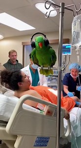 Talking Parrot Breaks the Room 😂🔥 | Funniest Cops & Doctors Reactions | Crazy Parrot Tv