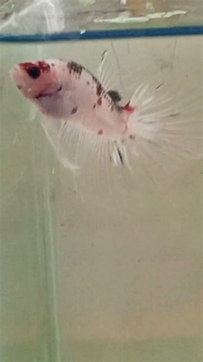 Can you tell me what pattern they have? #fishtank #betta #bettafish #bettaholic #fish #fishkeeping