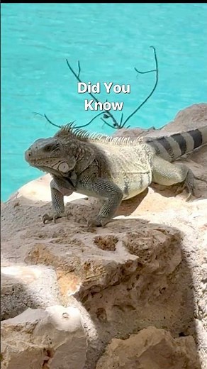 I NEVER Knew This About Green Iguanas! #animals #funfacts #animalfacts #reptiles