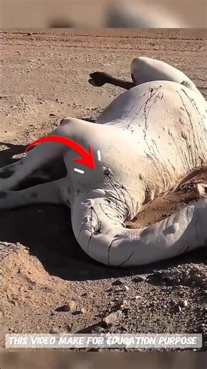 "Camel Blast: Incredible Facts About Camels You Didn’t Know!"