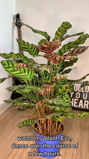 Eva the Peacock Plant Timelapse: A Magical Growth Journey