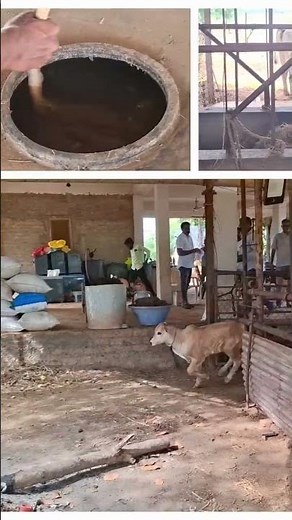 Method of preparing Jeevamrut with cow urine and dung in natural farming... #siripurinews