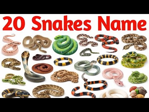 Snake Names for Kids | Learn 20 Types of Snakes in English | Preschool & Toddler Learning Video