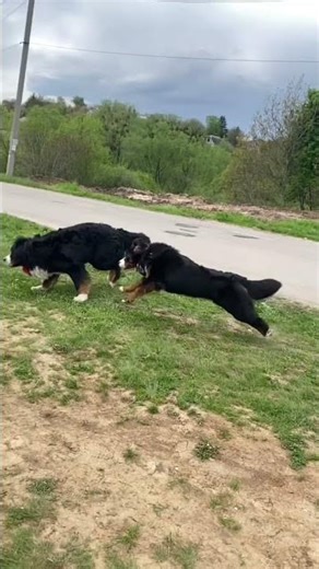 Bernese Puppies Going Wild in Play Mode! 🐾 #bernese #puppies #shorts Bär Vom Matterhorn