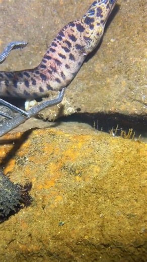 8.8K views · 141 reactions | Diving to catch sea animals on the bottom sea episode 62 #diving #crab #catchthesea #seafood #seaside #fish #seangsolofishing #seagirldiving | SEANG | Facebook