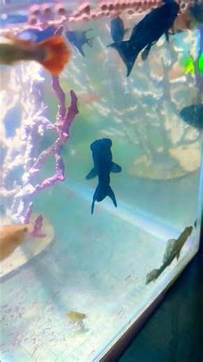 tank cleaner fish #shorts_video #fish #fishtank