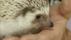 Ever wanted a pet hedgehog? Hedgehogs no longer restricted in Maine