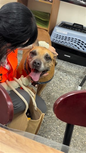 5.3K views · 238 reactions | Peter與志工的親密時光 收容編號DAAAG1100115002 | 新竹縣收容所-竹北幸福道格認養小站 （志工板）Zhubei Animal Shelter Zhubei Happy Dog Volunteers | Facebook