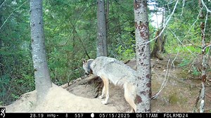 4.4K views · 20 reactions | International Wolf Center on Reels | Facebook