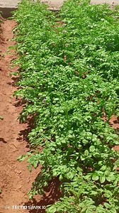 Tips on Optimizing Farm Expenses Without Sacrificing Quality: Crop Production 1. Soil testing: Optimize fertilizer application. 2. Crop rotation: Reduce pests, diseases and fertilizer needs. 3. Precision irrigation: Minimize water waste. 4. Integrated Pest Management (IPM): Combine techniques for pest control. Livestock 1. Feed optimization: Formulate nutrient-rich diets. 2. Health management: Regular vaccinations, monitoring. 3. Manure management: Utilize waste as fertilizer. Equipment and Labo