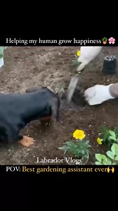 The best fertilizer is a dog's joy 🐾🌸. Nature’s work is better with fur-friends🐶. Every garden tells a story—ours starts with paws #dogs #OWNER #unconditional #bonding #unconditionallove #dachshund #dog #plantingtrees #nature #greenery #PlantingHope #trees #plants #gardening #JoyfulMoments #planttrees #hearttouching #moments #reelsvideoシ #reelsviralシfb #reelsfbシ | Labrador Vlogs
