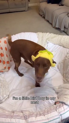 Surprise at the end!! 🌼 That’s right! We finally have little Good Boy Ollie plushies!!! 🥰😭 and they will be launching TOMORROW!!! Our plushies are a collaboration with @makeship which means they are LIMITED EDITION! They’ll be launching in just 24 hours time (September 1st) and will only be available to pre-order for 21 days! After that, they’ll never be made again 🌼 ✨They’ll be ready for shipping around December 17th ✨Shipping WORLDWIDE so nobody misses out! We’ll be adding more information