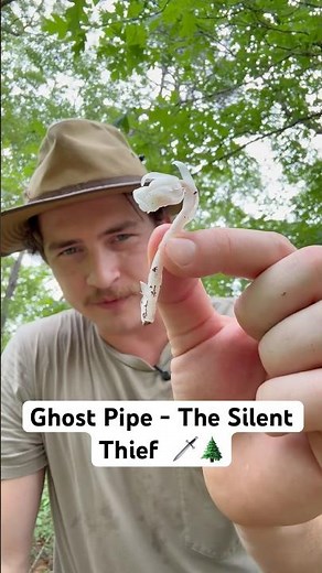 Ghost Pipe — If You Find This in the Woods, Something Incredible Is Happening #bushcraft #botony