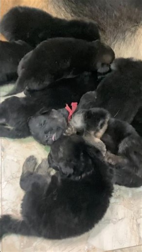 Newborn Puppies Didn’t Stop Drinking Milk 🐶❤️