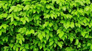 clip-1087049006-green-foliage-texture-leaf-nature-background
