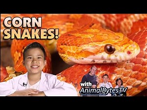 CORN SNAKES! Pet Reptiles with EvanTubeHD & AnimalBytesTV!