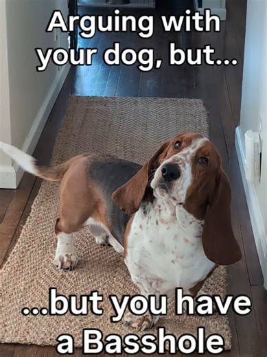 this is every morning fwiw 🫠🫩😂🥓 #howl #bassethound #dogmom #fyp #doggo