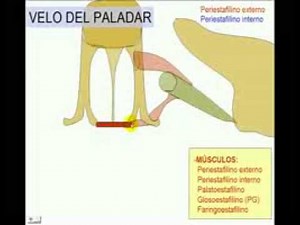 Velo del paladar