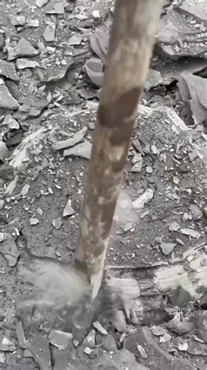 Here’s a video of us extracting a crushed nautilus fossil from a huge loose slab which we couldn’t move! The easiest option was to chisel out a boarder and remove the fossil from its rocky tomb. Shown along side the fossil is a near-perfect Iron Pyrite Nautilus from the Jurassic 😱😍 My dad found this specimen when we first started collecting, the same day as a fierce fish jaw! 🐟🐊 This Nautilus is, believe it or not, 185 Million Years Old! For full fossil hunt episodes head to “Yorkshire.Fossi