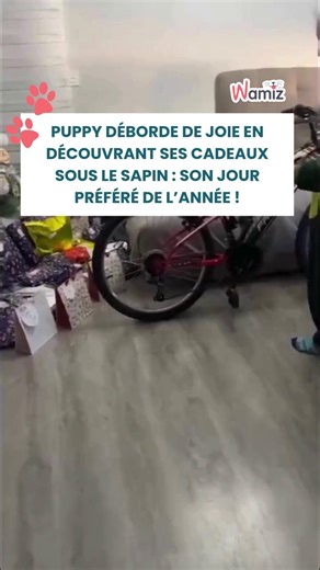 5.1K views · 162 reactions |  Le bonheur tient à quelques paquets… Puppy découvre ses cadeaux des Rois avec une joie pure : la queue qui remue, le museau curieux, chaque paquet devient une petite aventure. Son jour préféré de l’année, où tout semble magique, nous rappelle que le bonheur se cache souvent dans les petites choses.   puppy.kitty.family | Wamiz | Facebook