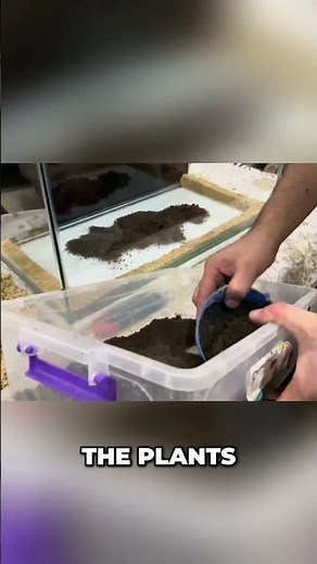 The Best DIY Substrate for a Planted Aquarium 🌿 #Shorts