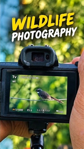 Wildlife Photography with Canon EF 75-300mm | Real Field Photography #ytshorts #canon #birds