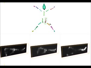 File:Segmentation-and-Visual-Analysis-of-Whole-Body-Mouse-Skeleton-microSPECT-pone.0048976.s003.ogv - Wikimedia Commons