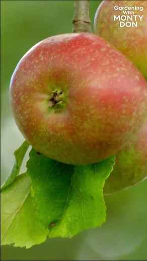 Summer has slipped away, but in it's place we have the very best of Autumn #MontyDon #GardenersWorld