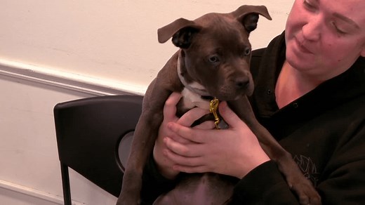 Local animal shelters urge pet owners to register again after microchip information lost