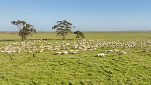 SA farming family selling southeast sheep station