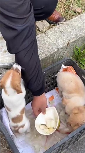 I Cooked My Loyal Chinese Rural Dog One Last Meal — Tears Fell Into the Broth, His Tail Wagged Slowl